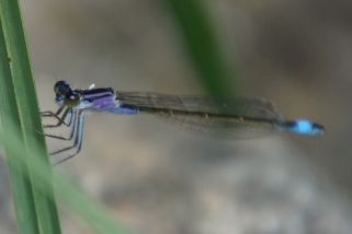 Coenagrion armatum - Hauben-Azurjungfer